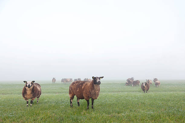 istock sheep stand and graze in early morning misty meadow 624410538