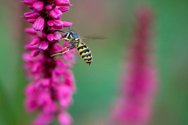 istock flower fly on pink flowers 624411654