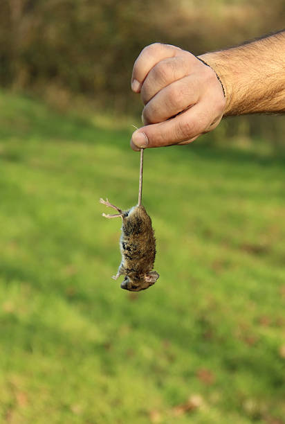 hand holding a dead mouse - dead animal mouse dead body death imagens e fotografias de stock