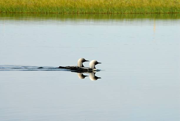 Pacific Loons a pair of Loons swim across a pond on the North slope of Alaska arctic loon stock pictures, royalty-free photos & images