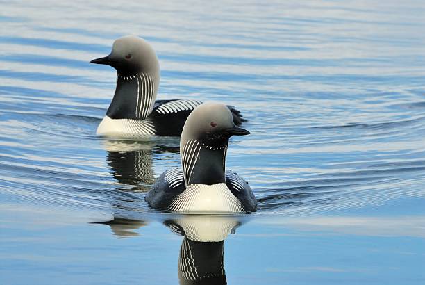 Pacific Loons a pair of Loons swim on a pond on the North Slope of Alaska arctic loon stock pictures, royalty-free photos & images