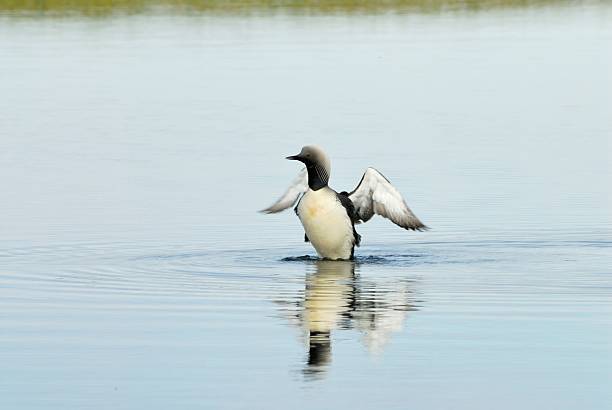 Pacific Loon a Loon stretches it's wings on a pond on the North Slope of Alaska arctic loon stock pictures, royalty-free photos & images