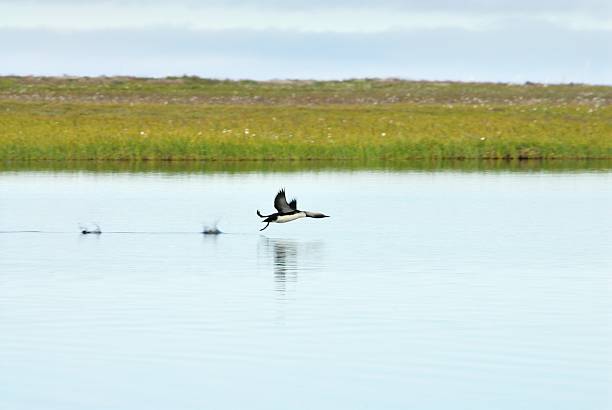 Pacific Loon a Loon takes to the air from a pond on the North Slope of Alaska arctic loon stock pictures, royalty-free photos & images