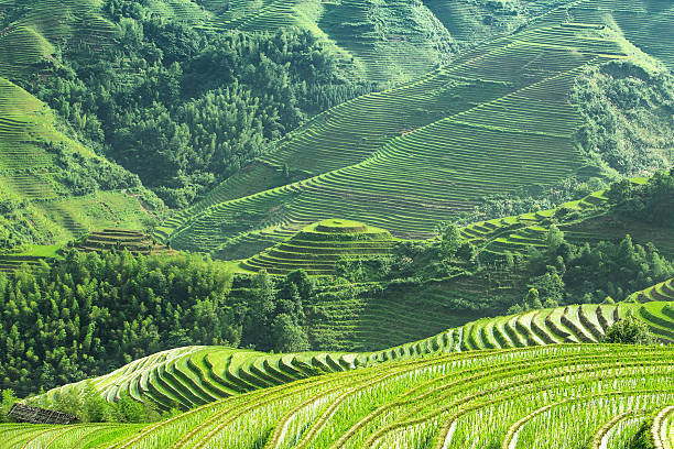 terraced fields terraced fields longji tetian stock pictures, royalty-free photos & images