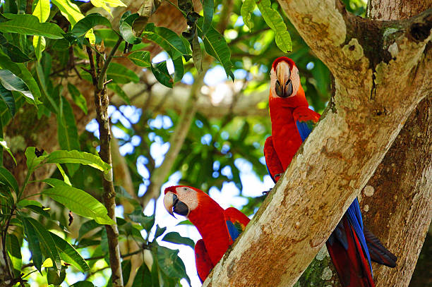 istock Pair of Macaws on a branch 624427416