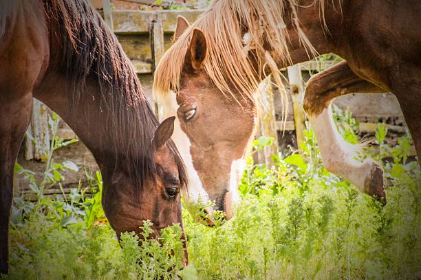 Pasture Palls stock photo