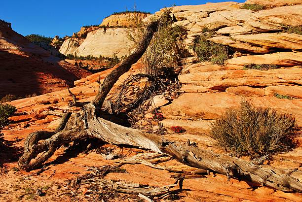 istock Zion National Park Quite Serenity 624427688