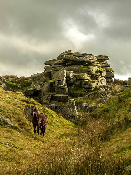 istock Single Dartmoor Pony emerges from Feather Tor gully 624432464