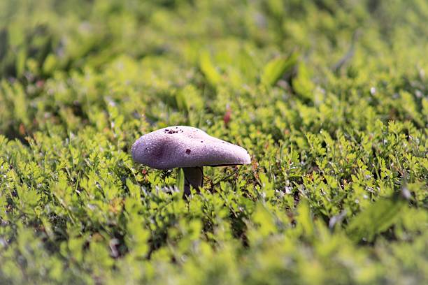 Morning Dew On Mushroom stock photo