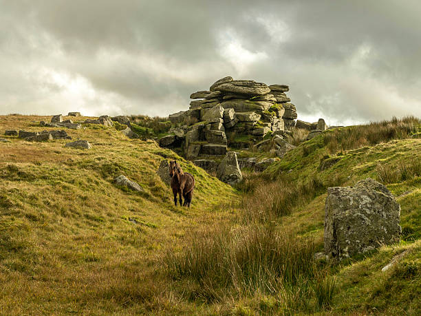 istock Single Dartmoor Pony emerges from Feather Tor gully 624432534