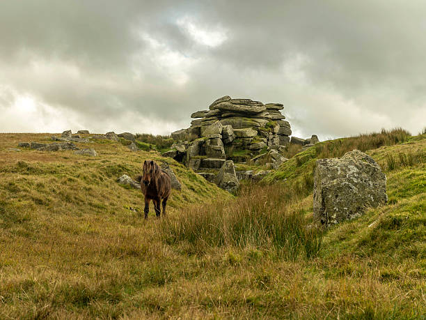 Single Dartmoor Pony emerges from Feather Tor gully