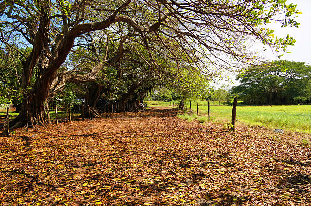 Sri Lanka is the tropical Indian Ocean island formerly known as Ceylon, situated off the southeastern tip of India, renowned for its tea, rubber and precious stone production throughout the world.