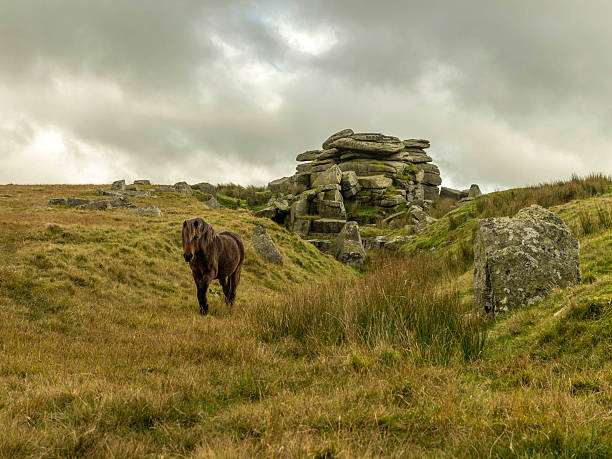 istock Single Dartmoor Pony emerges from Feather Tor gully 624432704