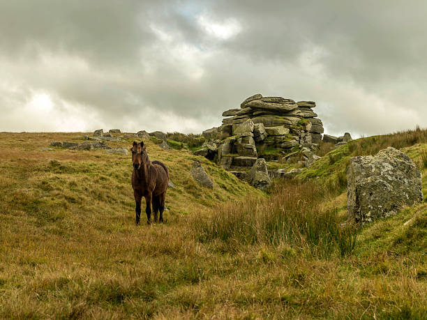 istock Single Dartmoor Pony emerges from Feather Tor gully 624432792