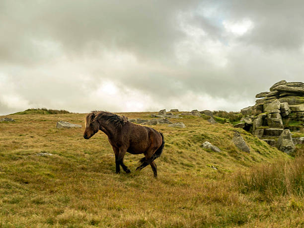Single Dartmoor Pony emerges from Feather Tor gully