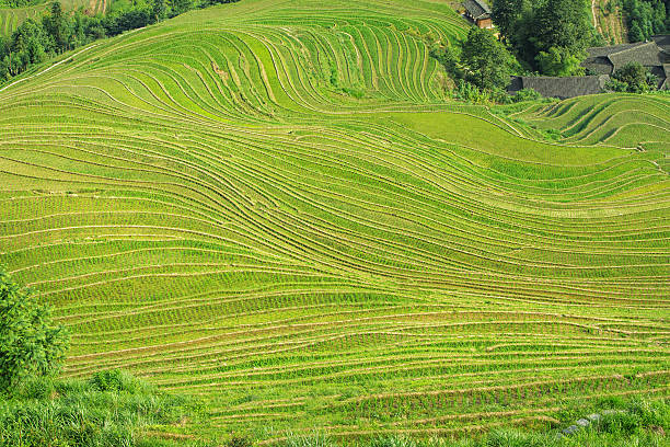 terraced fields terraced fields longji tetian stock pictures, royalty-free photos & images