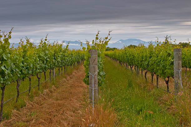 Vineyard rows Rows in a Marlborough region vineyard marlborough region vineyard chardonnay grape new zealand stock pictures, royalty-free photos & images