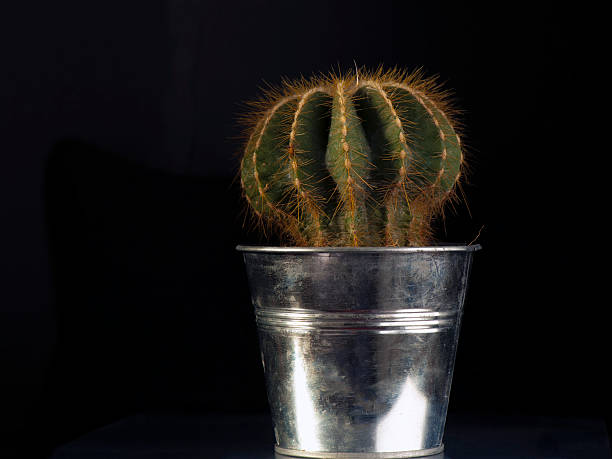 Cactus In A Silver Bucket stock photo