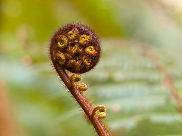 unravelling feto fronde - fern spiral frond green imagens e fotografias de stock