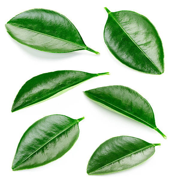 istock Citrus leaves isolated 624434886