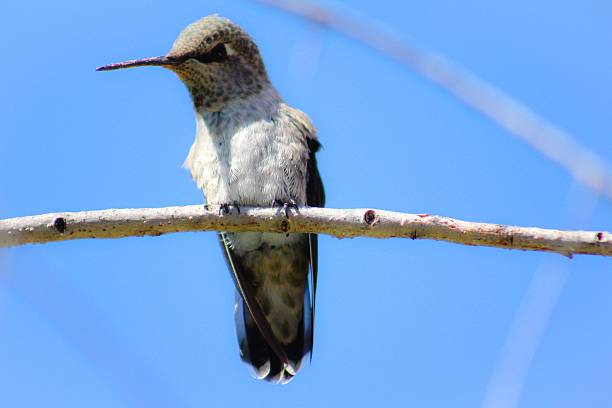 Anna's Hummingbird stock photo