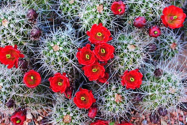 lebendiger roter claret cup kaktus im frühling - claret cup stock-fotos und bilder