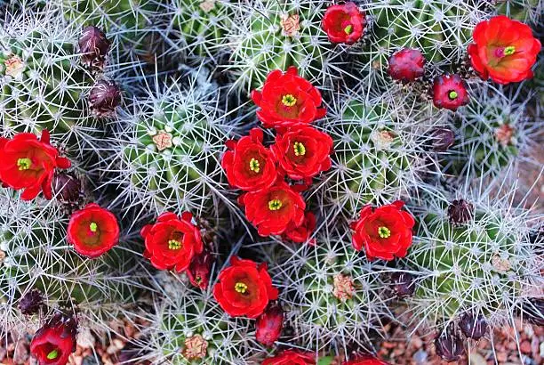 Vibrant red Claret Cup Cactus at Zion National Park  in spring.