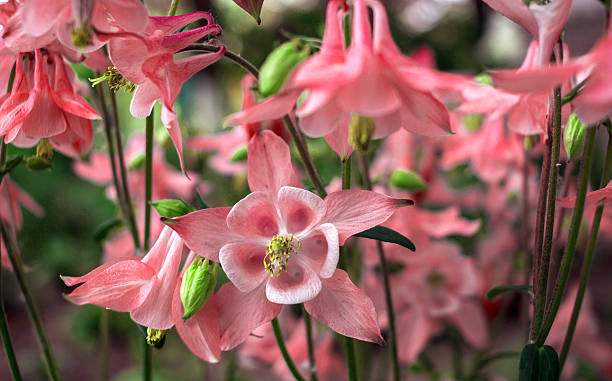 istock Wild pink flower bell  close-up 624435764