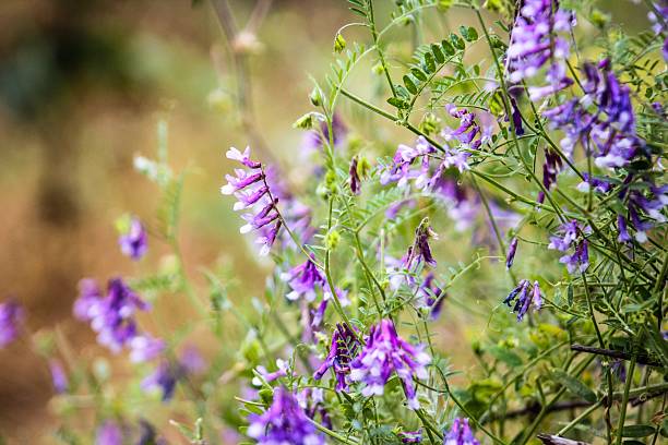 Blossom Clusters of Spring Vetch stock photo