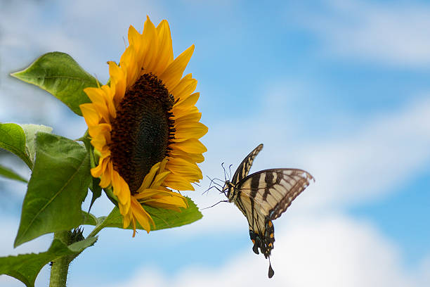 istock Sunflower with Butterfly landing 624436106