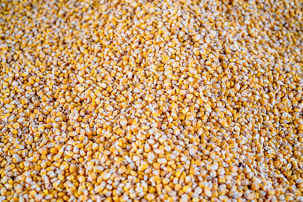 istock Background of maize seeds 624437240