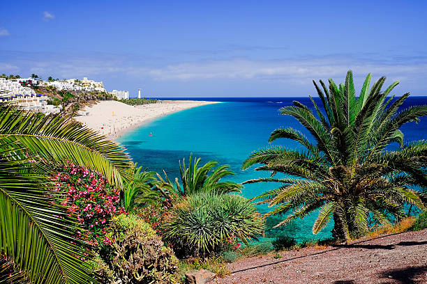 The beach Playa de Morro Jable. Fuerteventura, Spain. The beach Playa de Morro Jable with green palms, view on the town and the Atlantic coast. Location the Canary island Fuerteventura, Spain. canary stock pictures, royalty-free photos & images