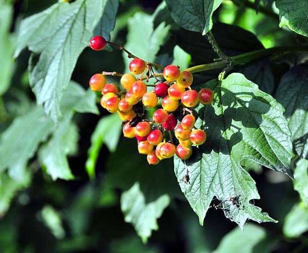 istock unripe orange berries on the Bush 624437974