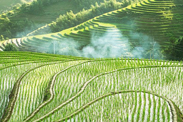 terraced fields terraced fields longji tetian stock pictures, royalty-free photos & images