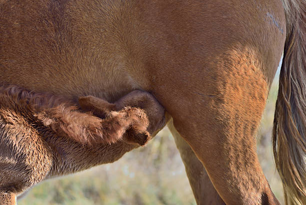 istock Assateague Pony Foal Nursing 624439816