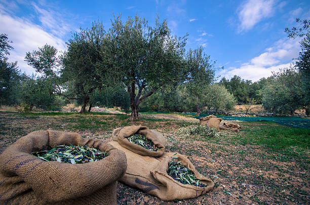 istock Harvested olives in bags, Crete 624441002