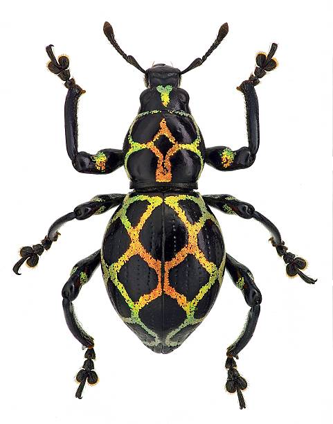 istock exotic weevil Pachyrhynchus reticulatus 624441112
