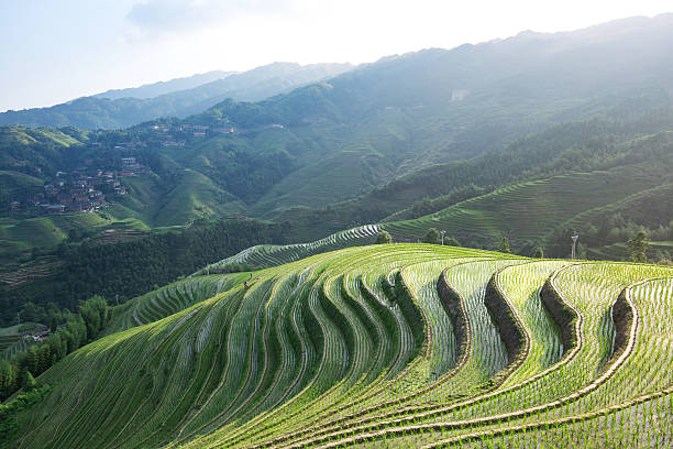 terraced fields terraced fields longji tetian stock pictures, royalty-free photos & images