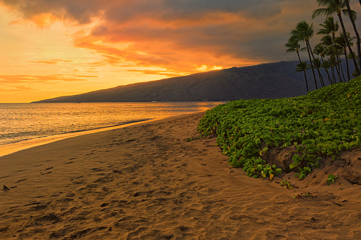 Beach and palms trees at sunset at Sugar Beach Kihei Maui Hawaii USA