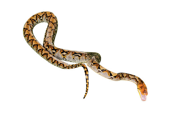 Reticulated Python isolated Reticulated Python snake Pythonidae Reticulatus, isolated on white background. copy space. reticulated python stock pictures, royalty-free photos & images