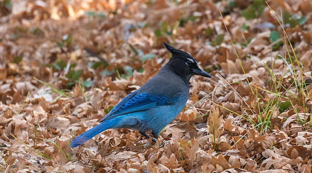 Stellers Jay in the late autumn on a back Stellers Jay (Cyanocitta stelleri)  in the late autumn on a background of fallen leaves, Arizona, USA jay stock pictures, royalty-free photos & images