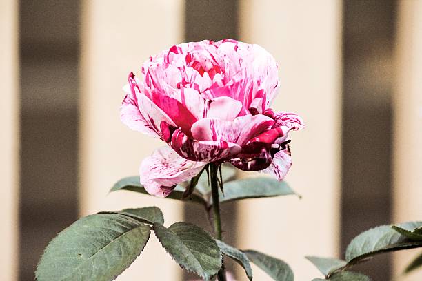 Candy Striped Rose stock photo