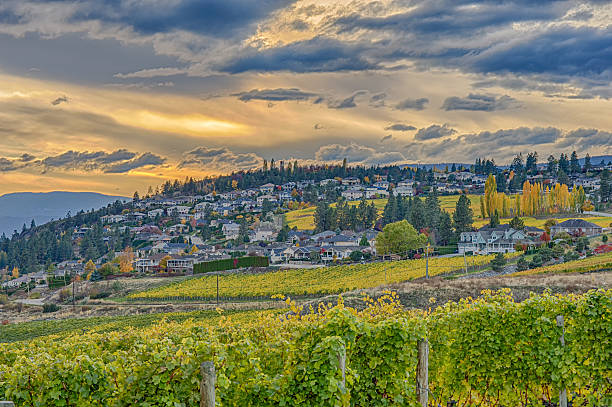 Vineyard Overlooking Okanagan Lake Kelowna BC Canada Vineyard overlooking a subdivision Okanagan Lake Kelowna British Columbia Canada in the fall kelowna-autumn stock pictures, royalty-free photos & images