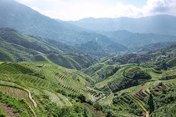 terraced fields terraced fields longji tetian stock pictures, royalty-free photos & images