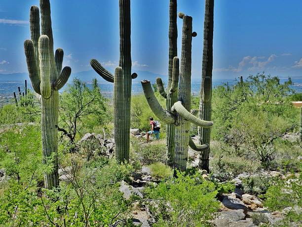 istock Young hiker in Sonoran desert among saguaro cacti. 624444078