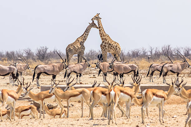 wild animals pyramid wild animals pyramid with giraffes springboks and oryxs in Namibian savannah of Etosha National Park in Namibia, Africa gemsbok photos stock pictures, royalty-free photos & images