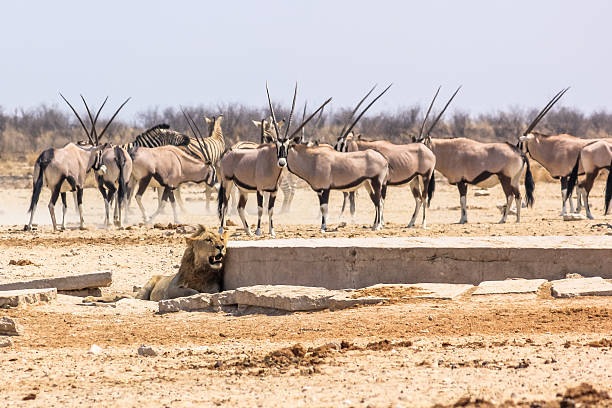 Herd of elephants and zebras together near the waterhole in the salt pan of Etosha National Park during the dry season.