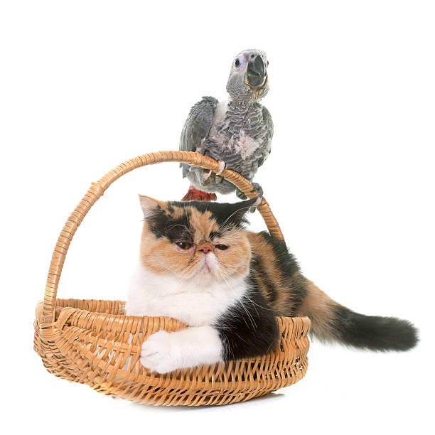istock baby gray parrot and cat 624445414