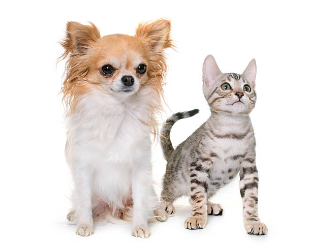 istock silver bengal kitten and chihuahua 624445452