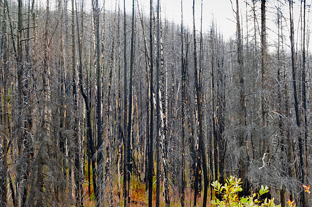 istock Green shoots in a burnt forest 624445858